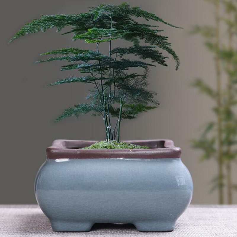 Pot de fleur en céramique rétr - Echeveria Succulent avis et prix
