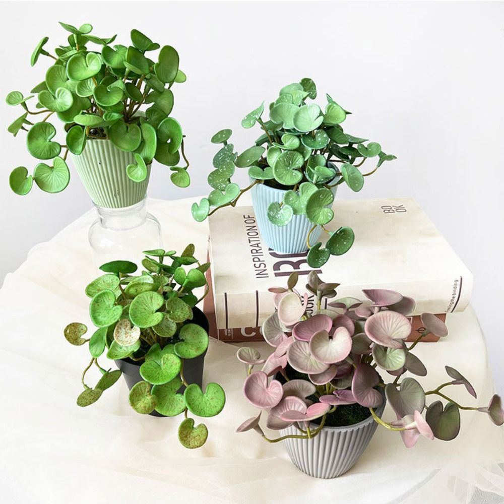 Plantes succulentes oligvertes - Echeveria Succulent avis et prix